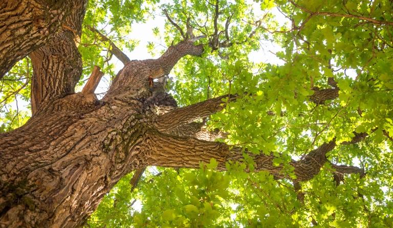 Private equity: Mighty oaks from little acorns grow